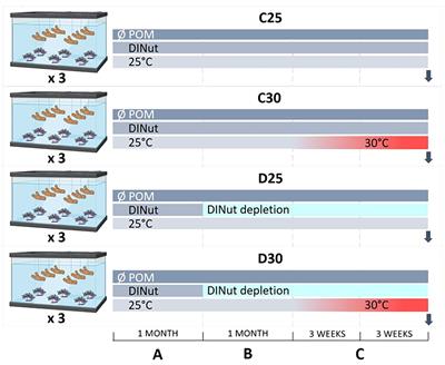 Impact of seawater warming and nutrient deprivation on the physiology and energy metabolism of corals